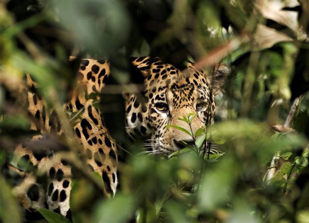 Jaguar in the Amazon rainforest.