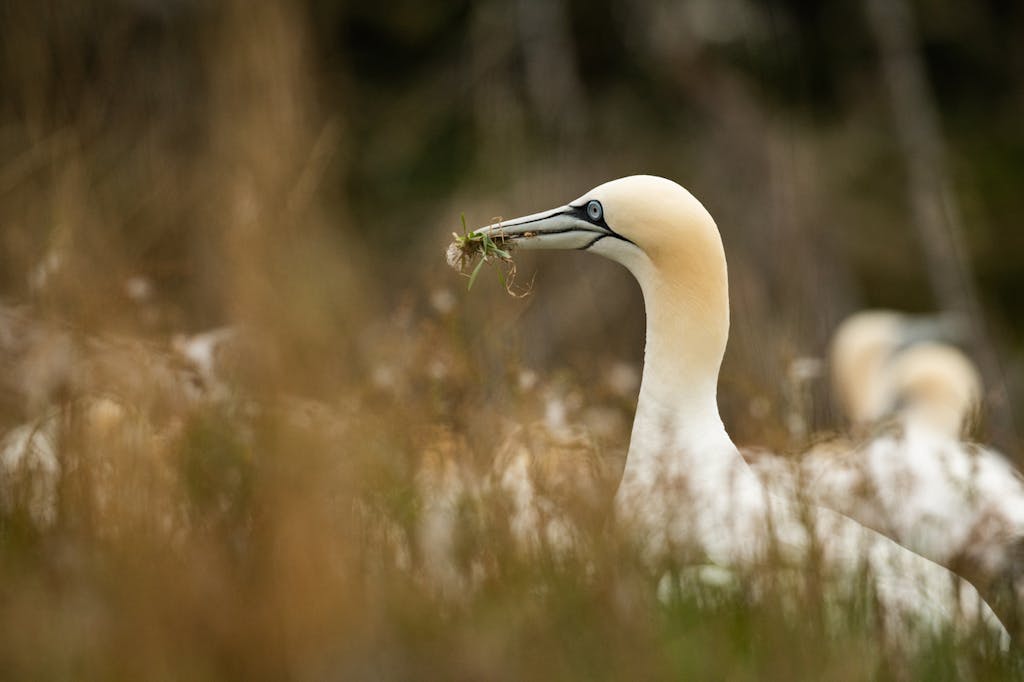 Northern gannets in Bonaventure Island