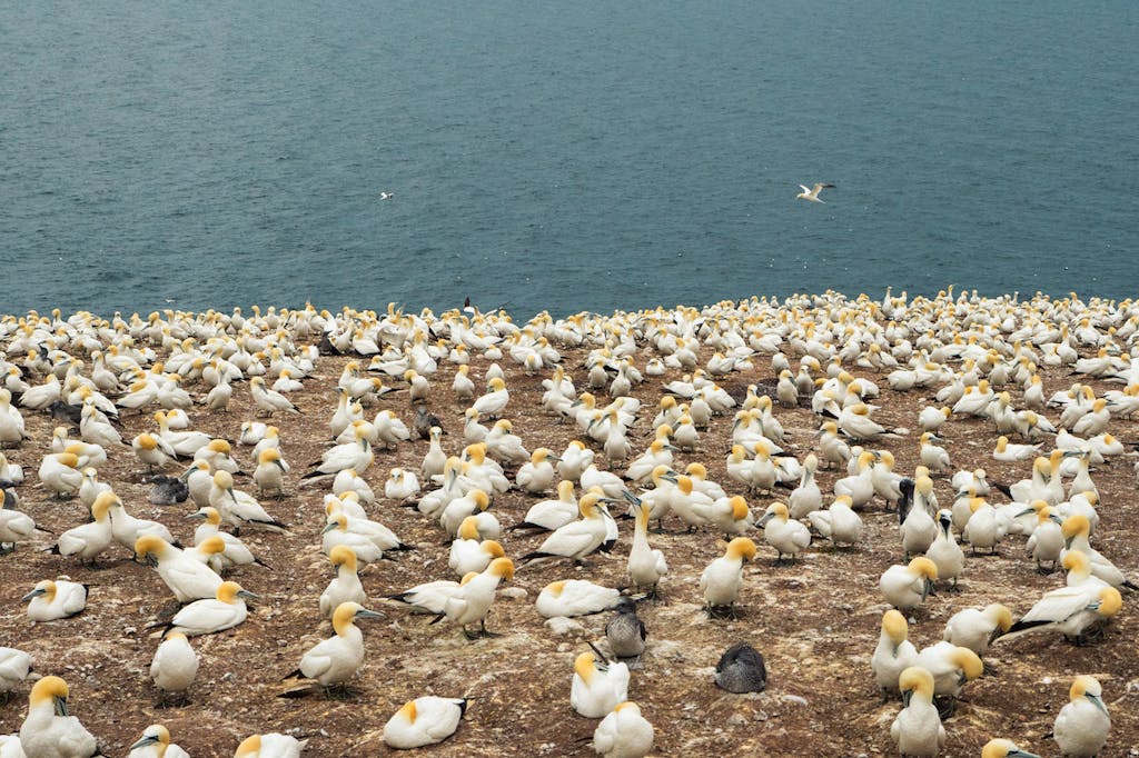 Colony of Northern Gannets in Bonaventure Island