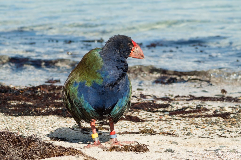 Takahe bird in one of the islands of Auckland.