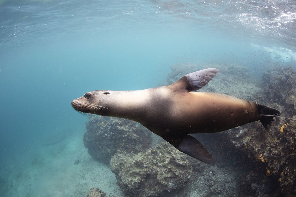 Galapagos sea lions are one of the most playful animals in the archipelago