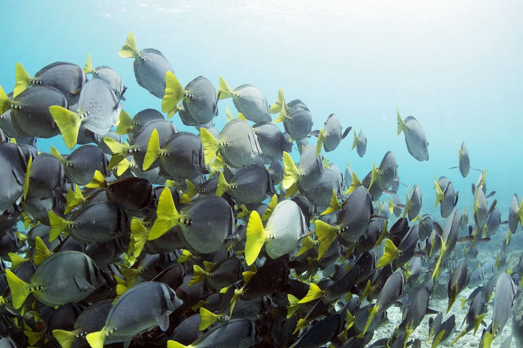 Schools of fish and hammerhead sharks in Galapagos