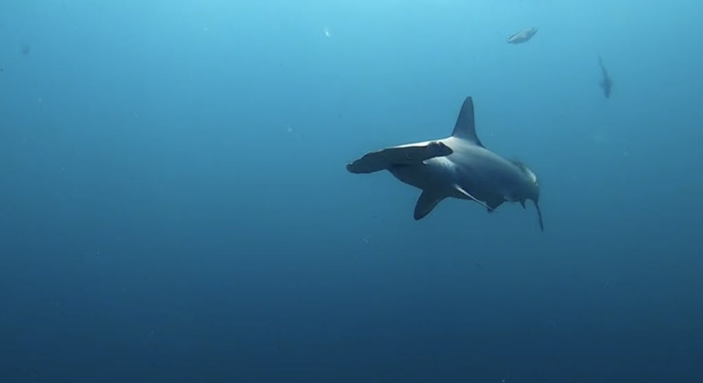 Hammerhead sharks in Galapagos