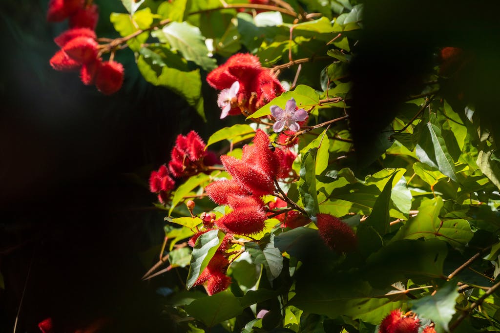 Rare plants and flowers bloom in Costa Rica's Garden of Orchids