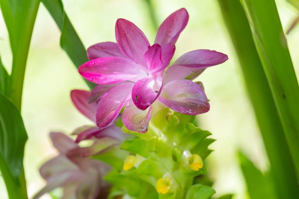 Colorful flowers in Costa Rica's Garden of Orchids