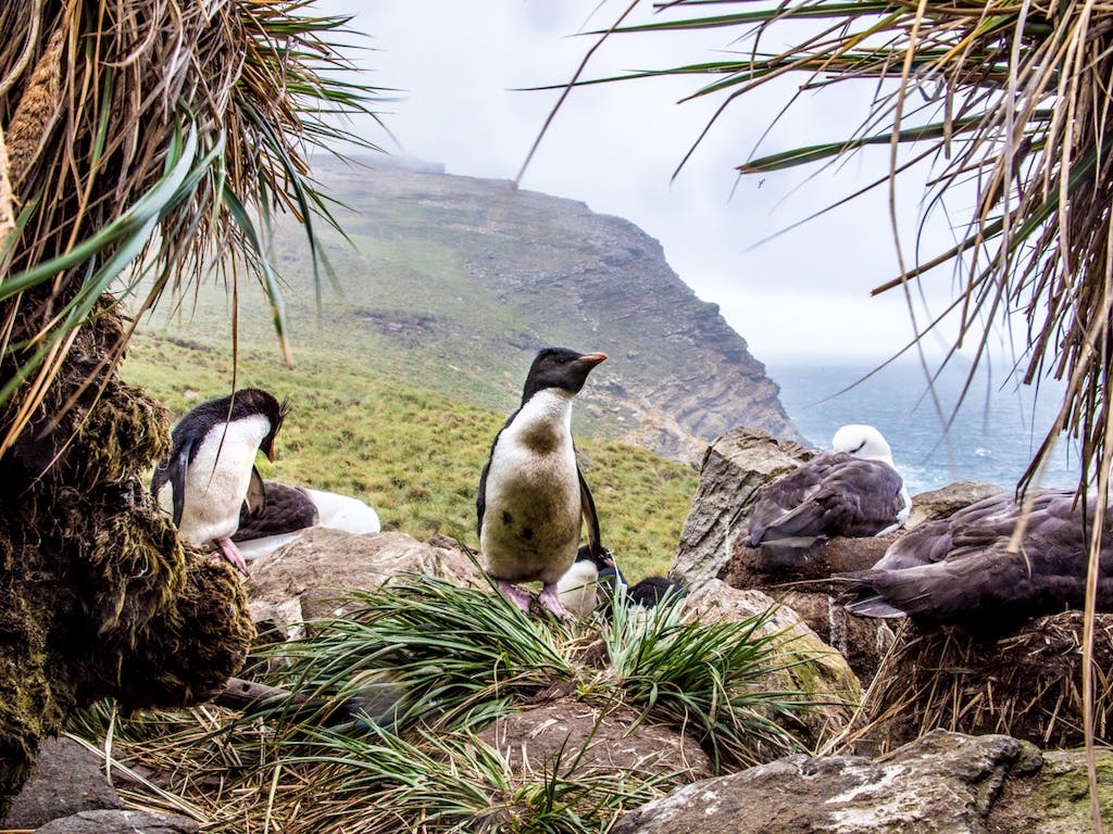 Rockhopper penguins and black-browed albatross are among the seabirds in West Point Island. 