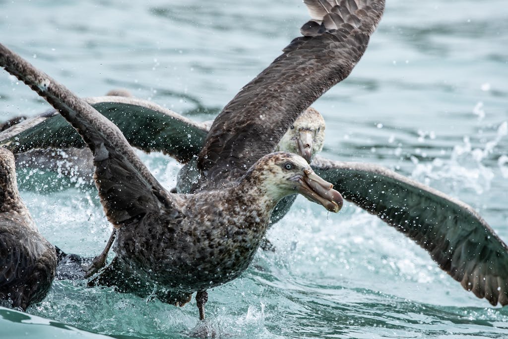 Filming Giant Petrels during a feeding frenzy in South Georgia