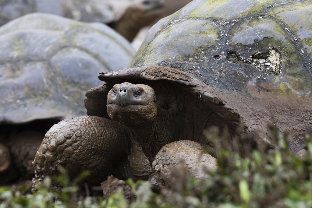 The Galapagos giant tortoise is one of the most iconic species in the archipelago.