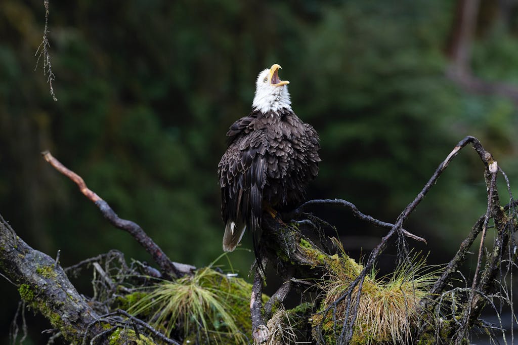 The iconic bald eagle in the Tongass National Forest in Alaska